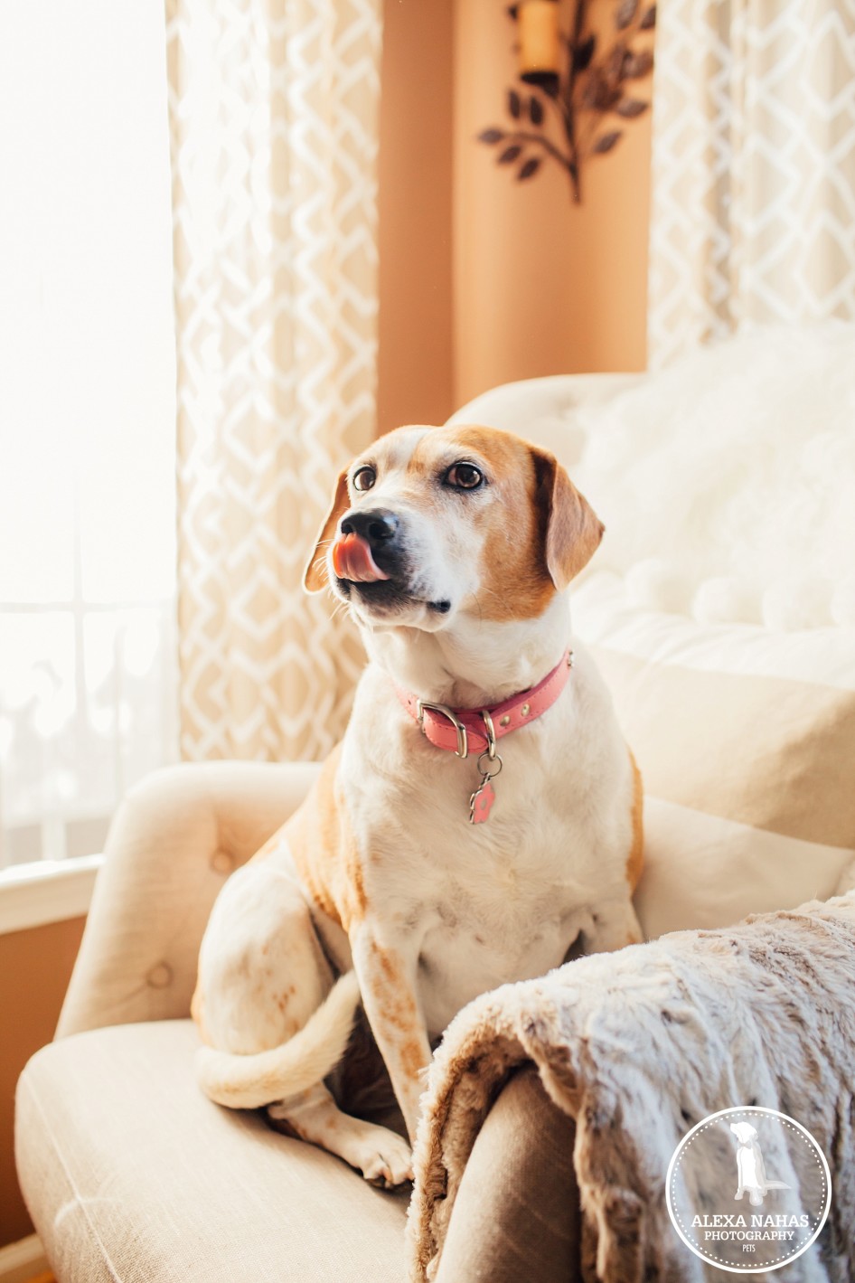 Philadelphia Pet Photographer