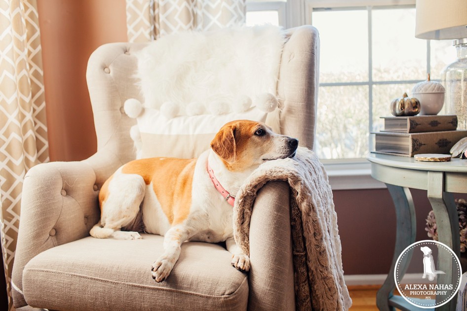 philadelphia pet photography