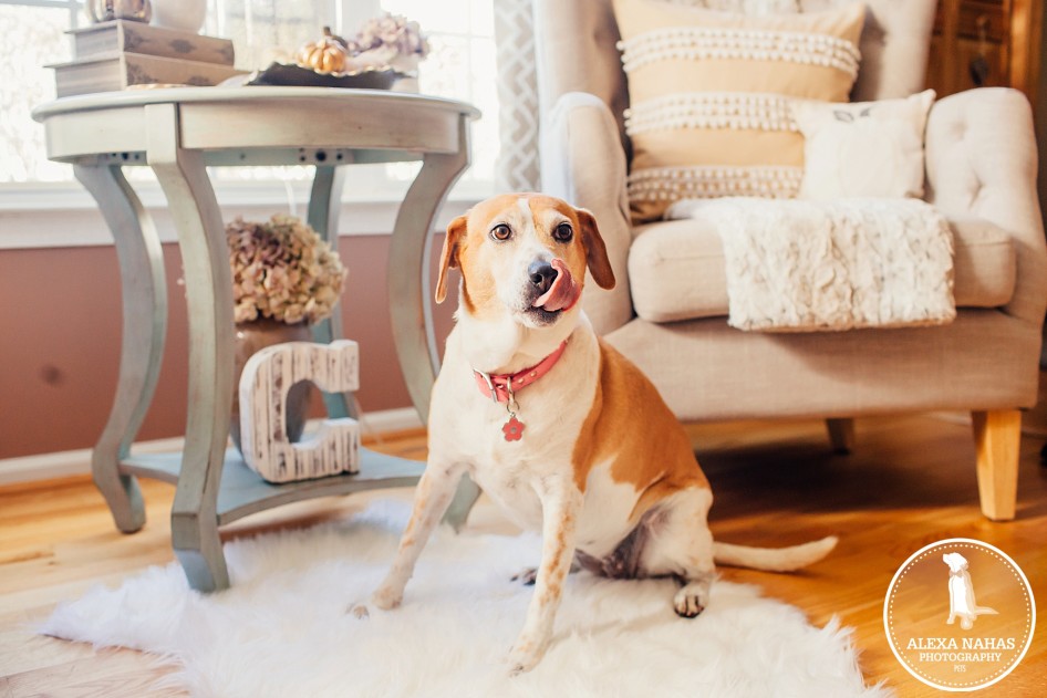 philadelphia pet photographers