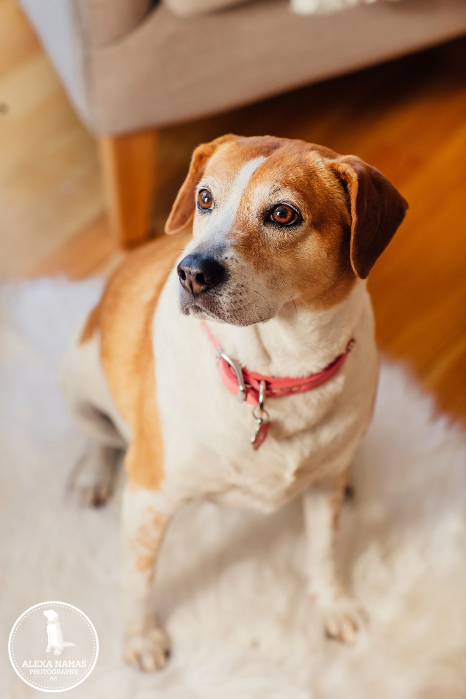 pet photography