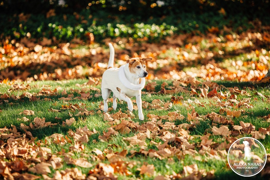 pet photography tips