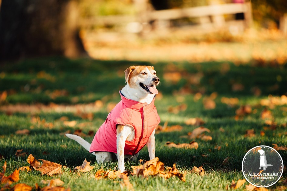 pet photography ideas