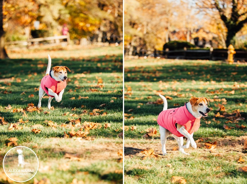 pet photography prices