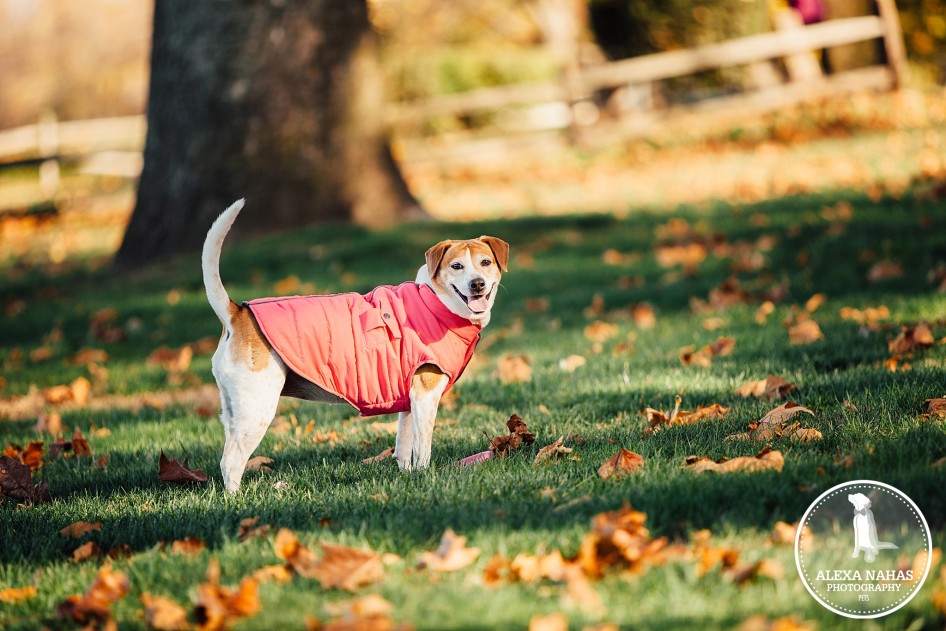 philadelphia pet photography prices