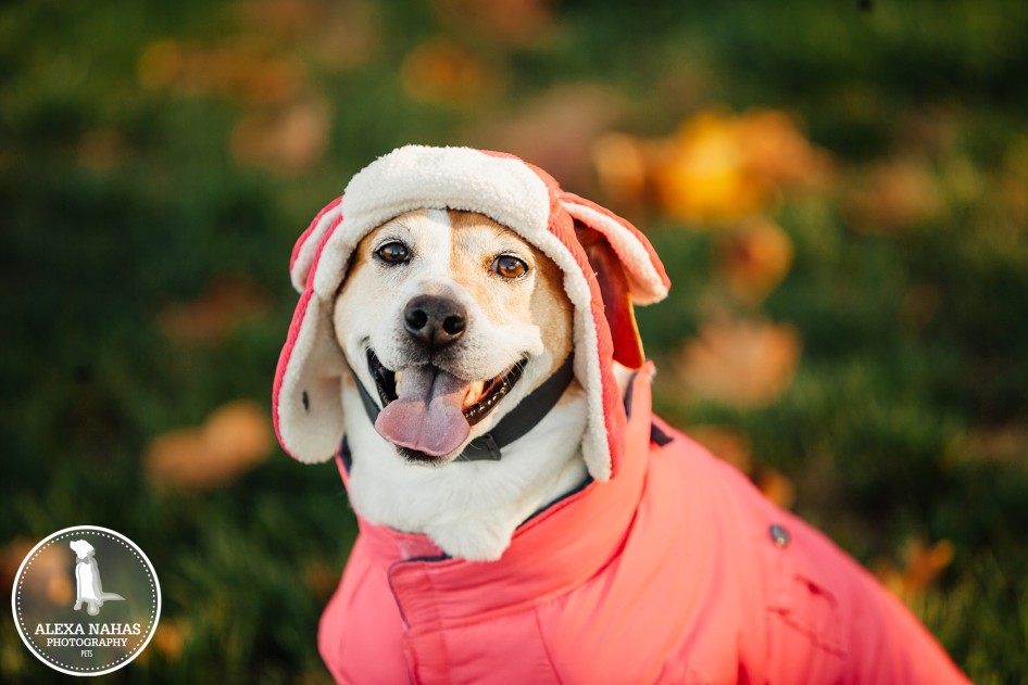 Dog outfits