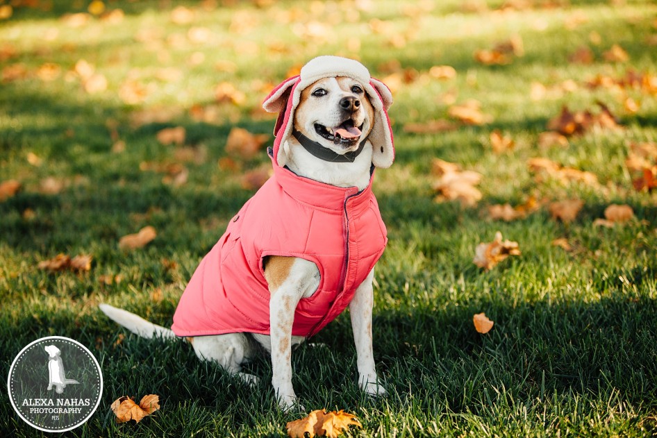 Philadelphia Dog Photographer