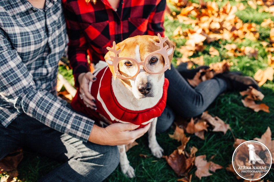 best philadelphia pet photographer