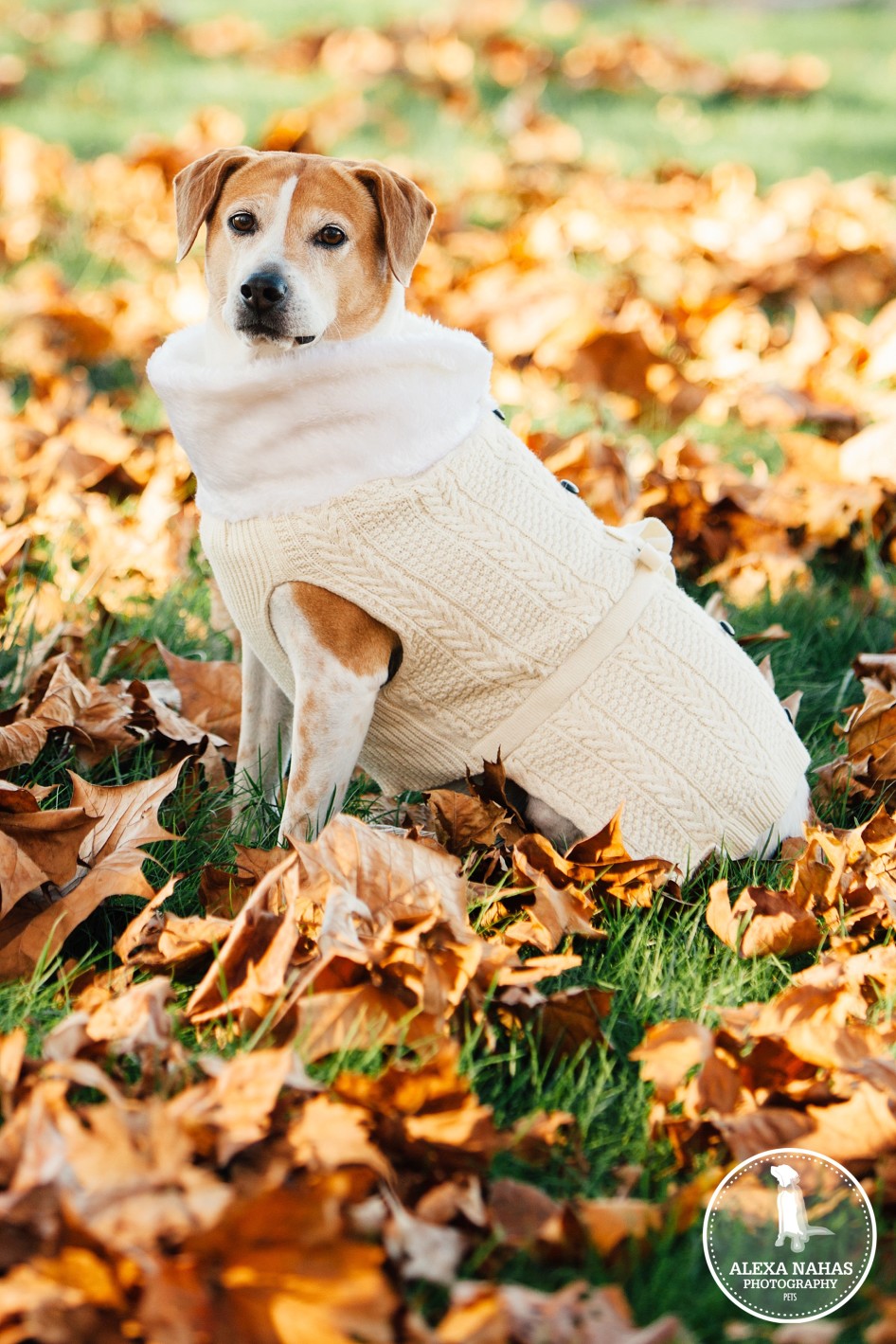 dog jackets
