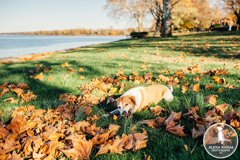 philadelphia pet photography outfits