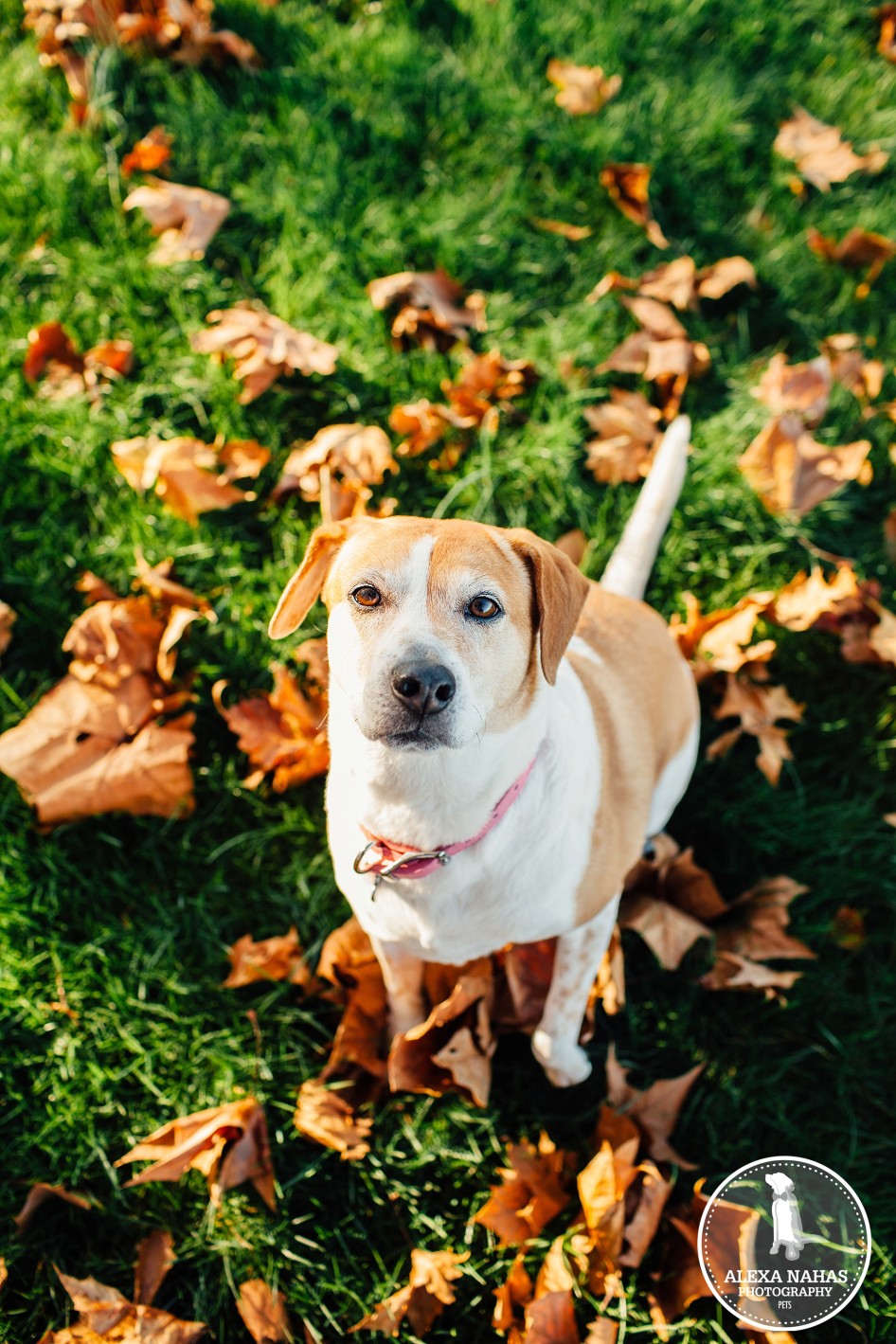 Best philadelphia pet photography