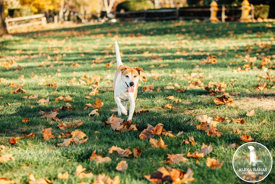 Beagle mix