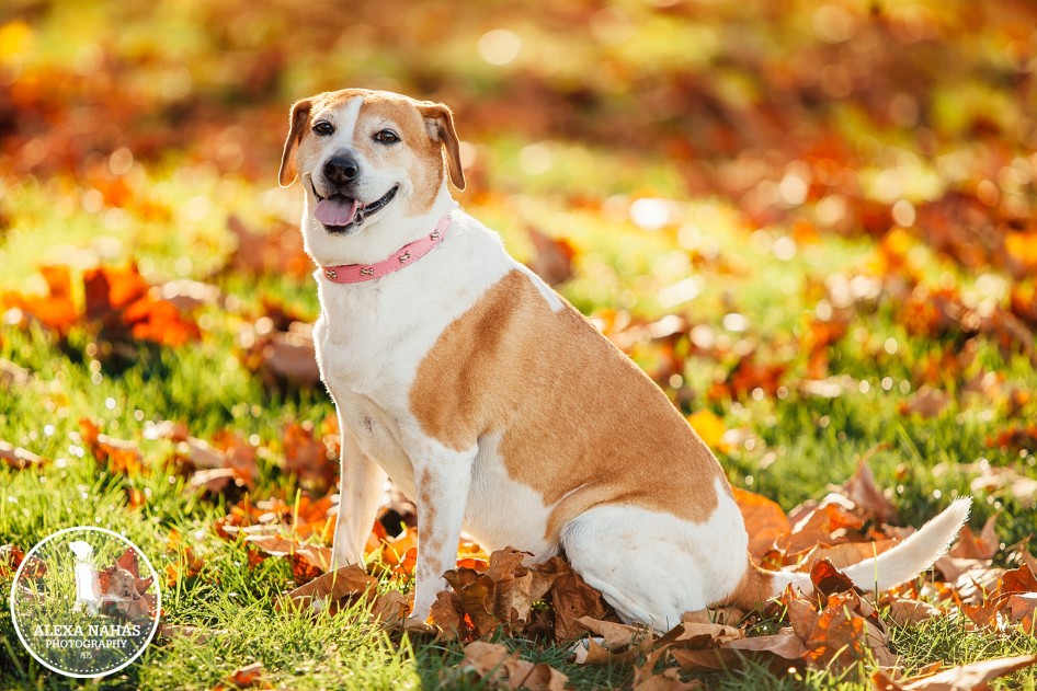 beagle mix