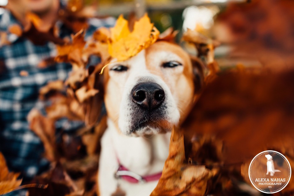 pet photos
