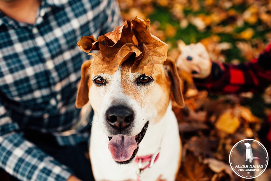dog photos